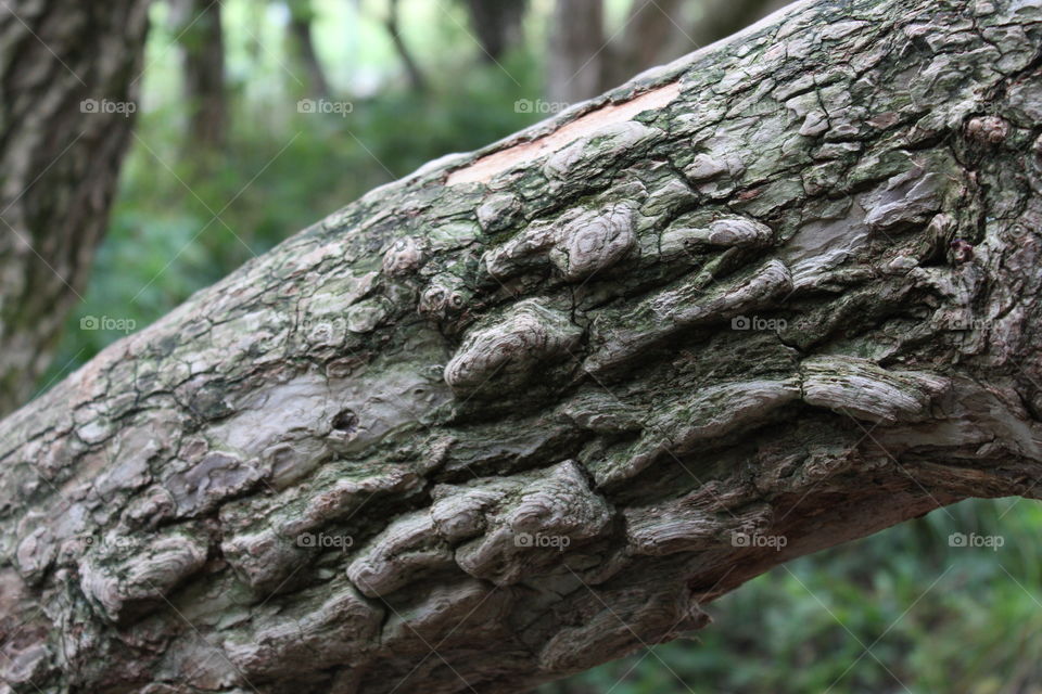 Close-up of tree trunk