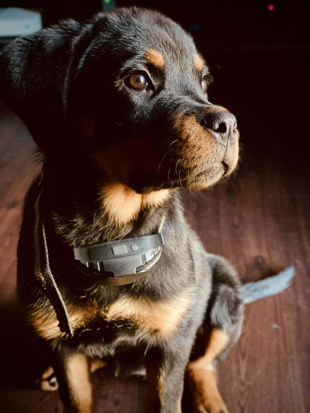 🐾
