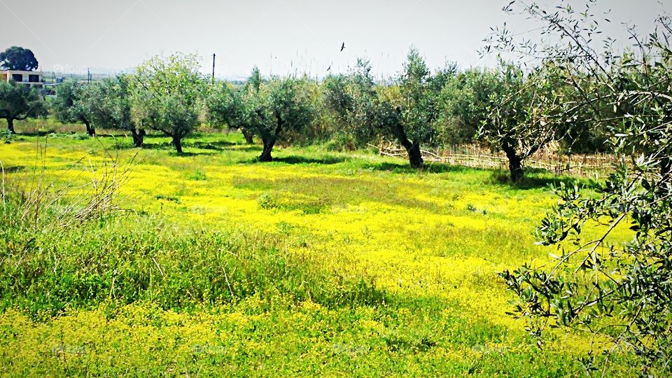 Scenic view of nature