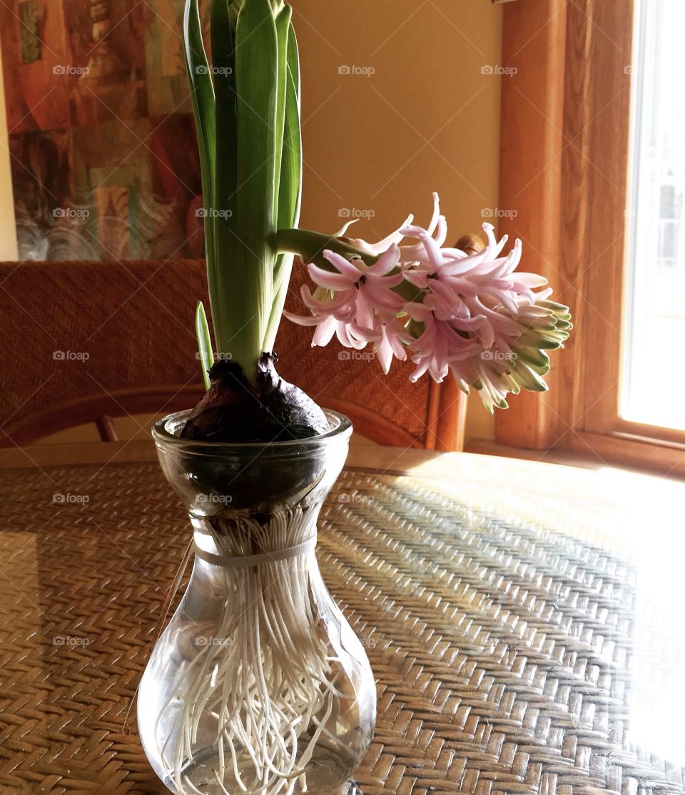 Spring flower bulb in a glass vase showing the roots.