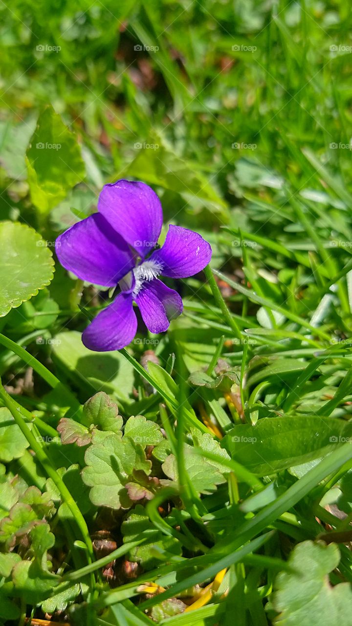 early spring wild violet in the grass