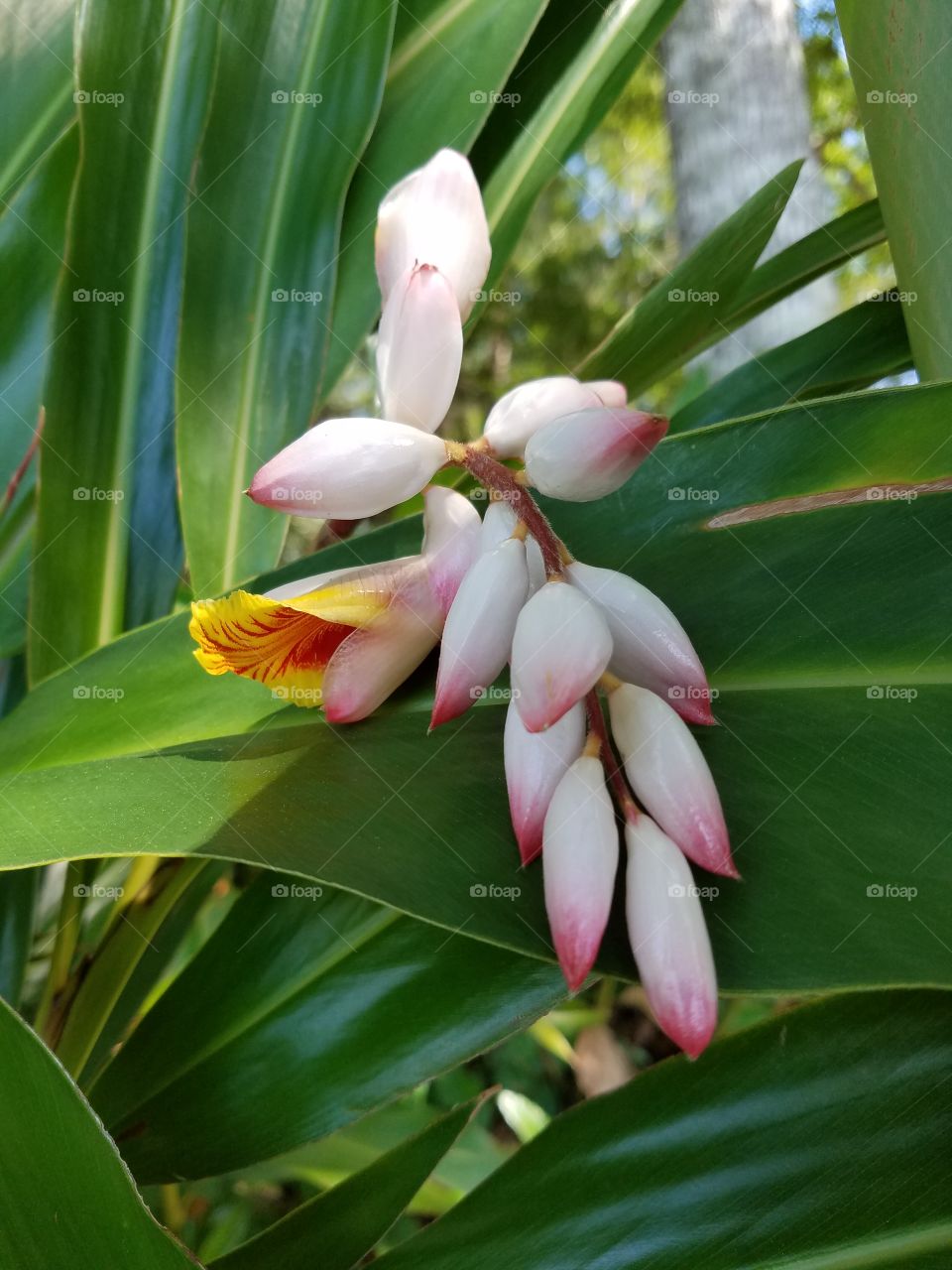 blooming ginger
