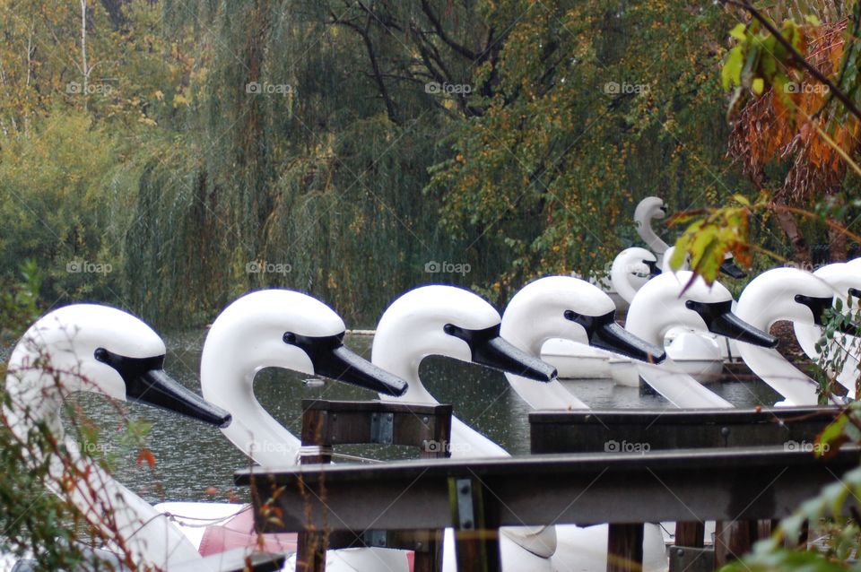 Swan lake. Swan boats docked at the zoo
