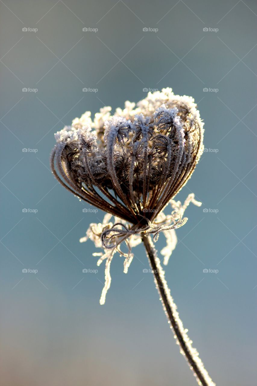 withered wildflower with hoarfrost in sunlight
