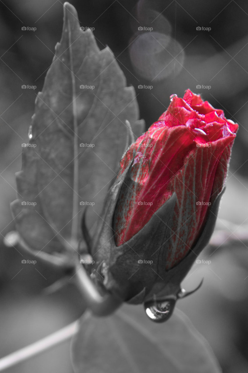 Flor brasileira com efeito.