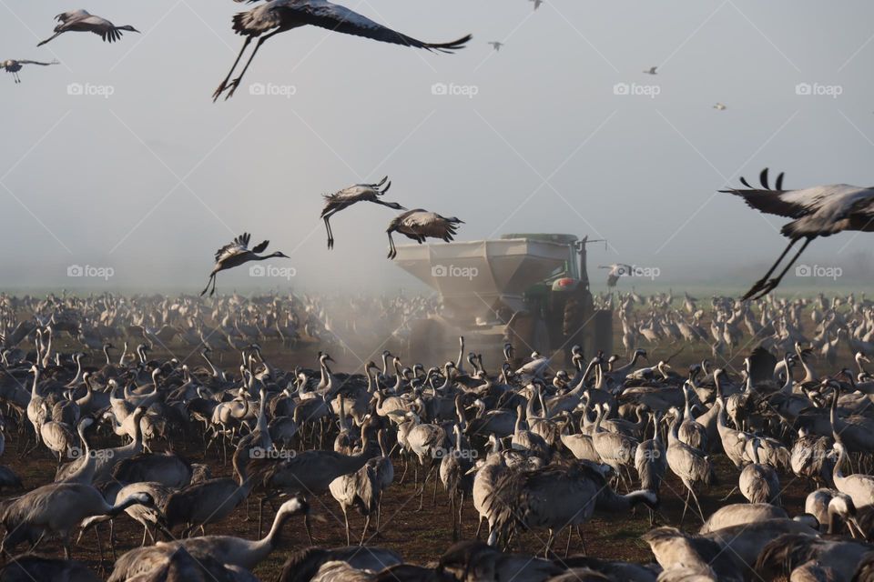 cranes at eating time