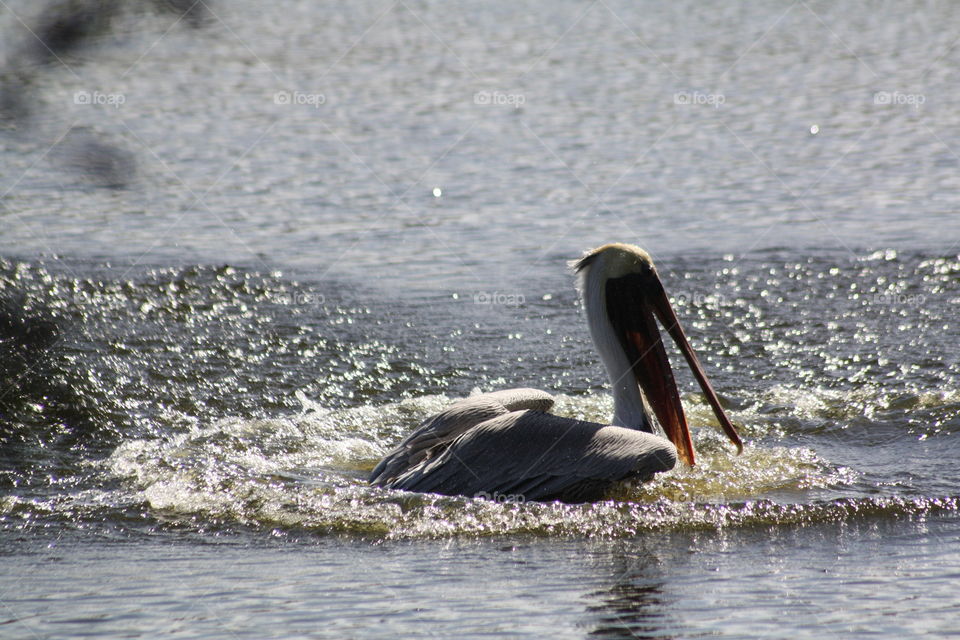 splashing