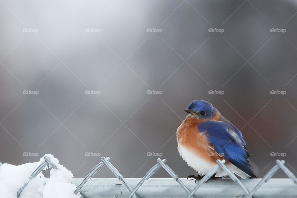 Bluebirds