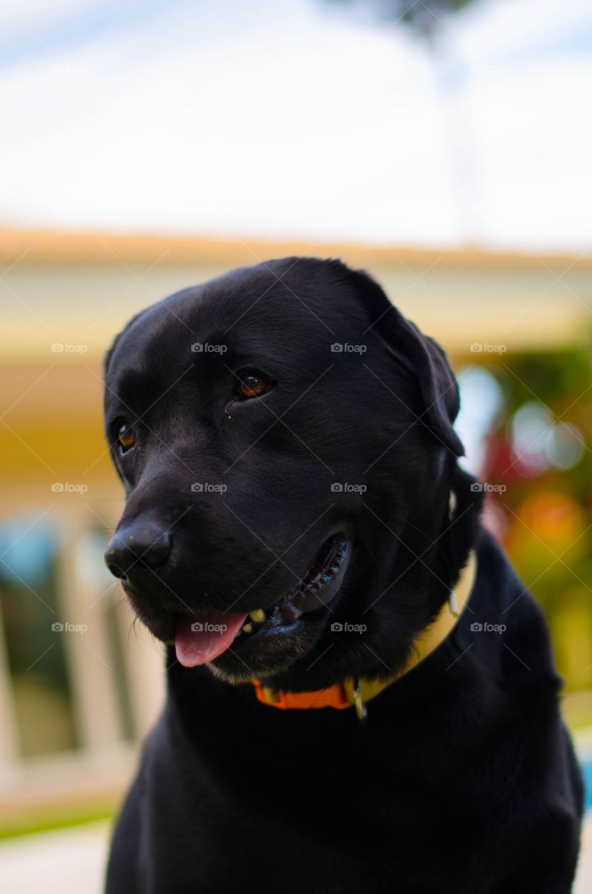 Labrador posing for a portrait