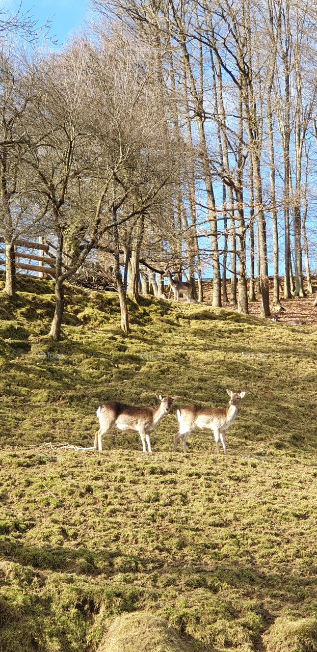 roe deers