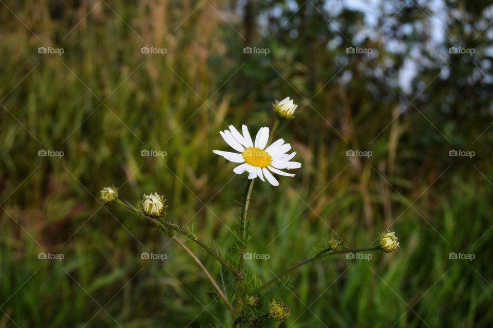 Chamomile is a symbol of childhood and first love