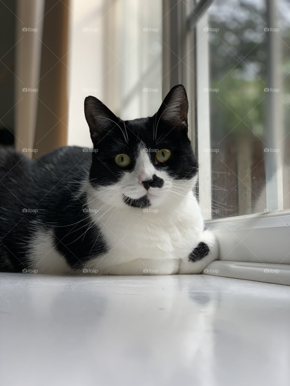 Cute Cat sat by the window