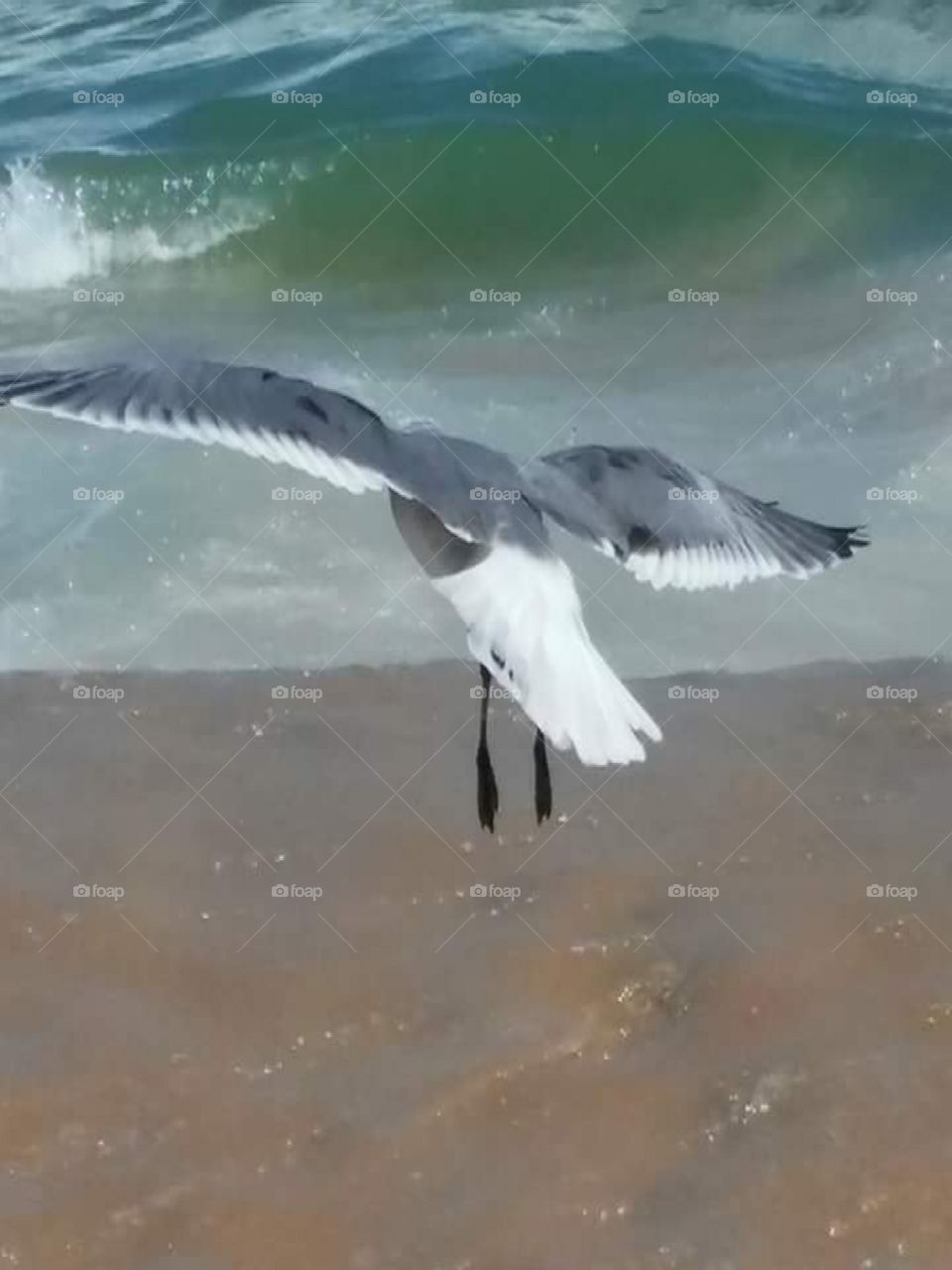 No Person, Bird, Water, Seagulls, Sea