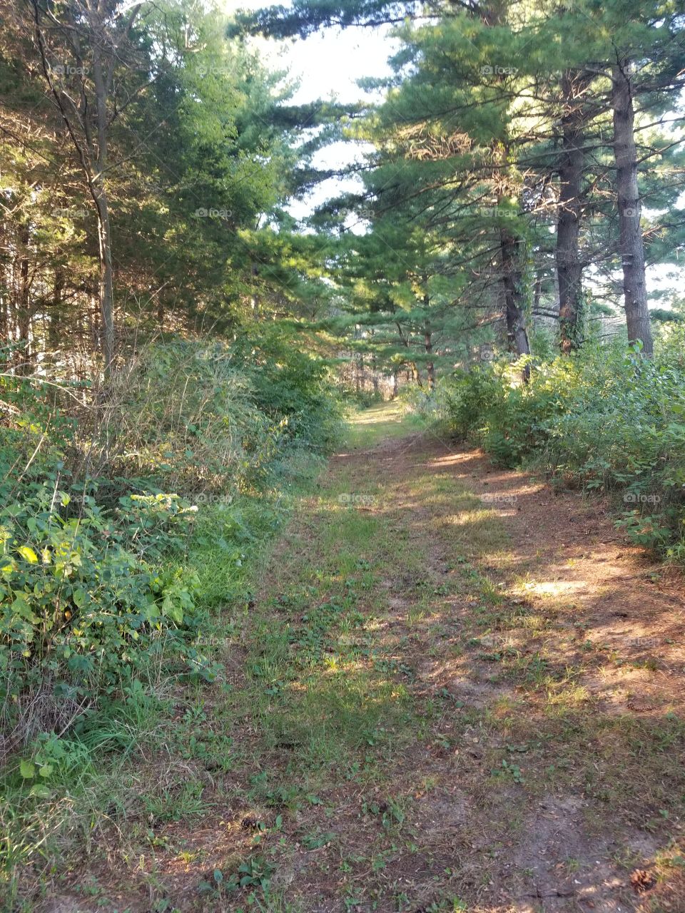 sandy trail