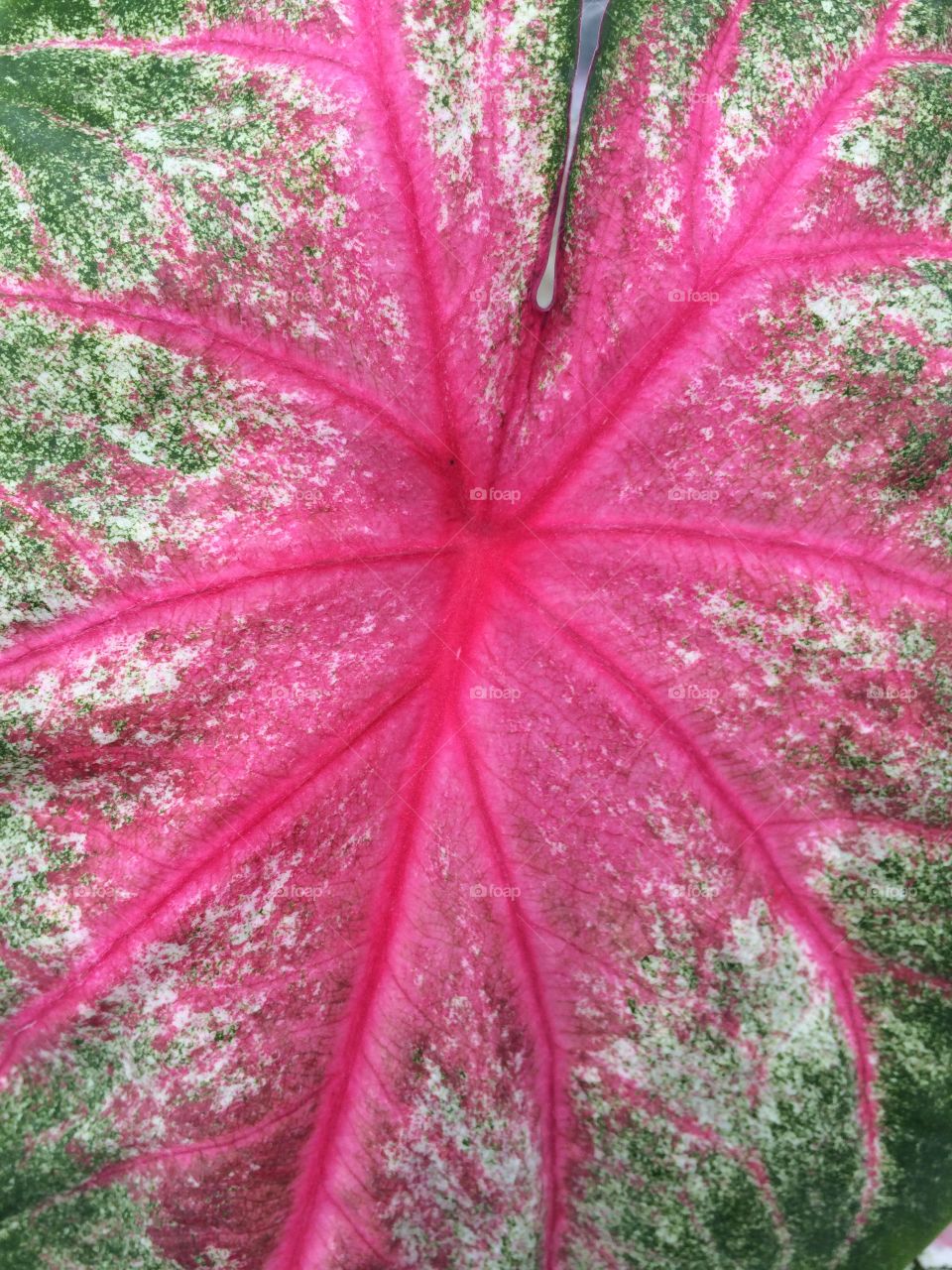 Close up of a garden leaf. 