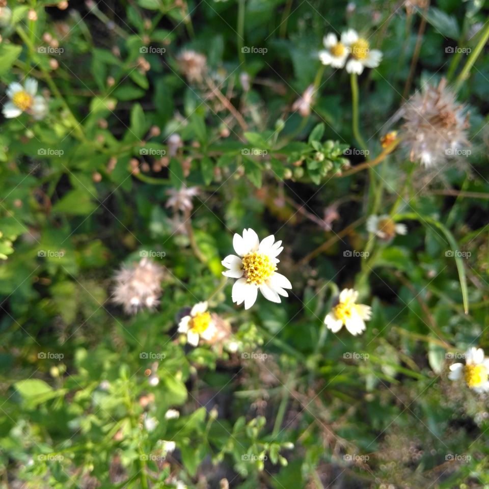 White flower on the park