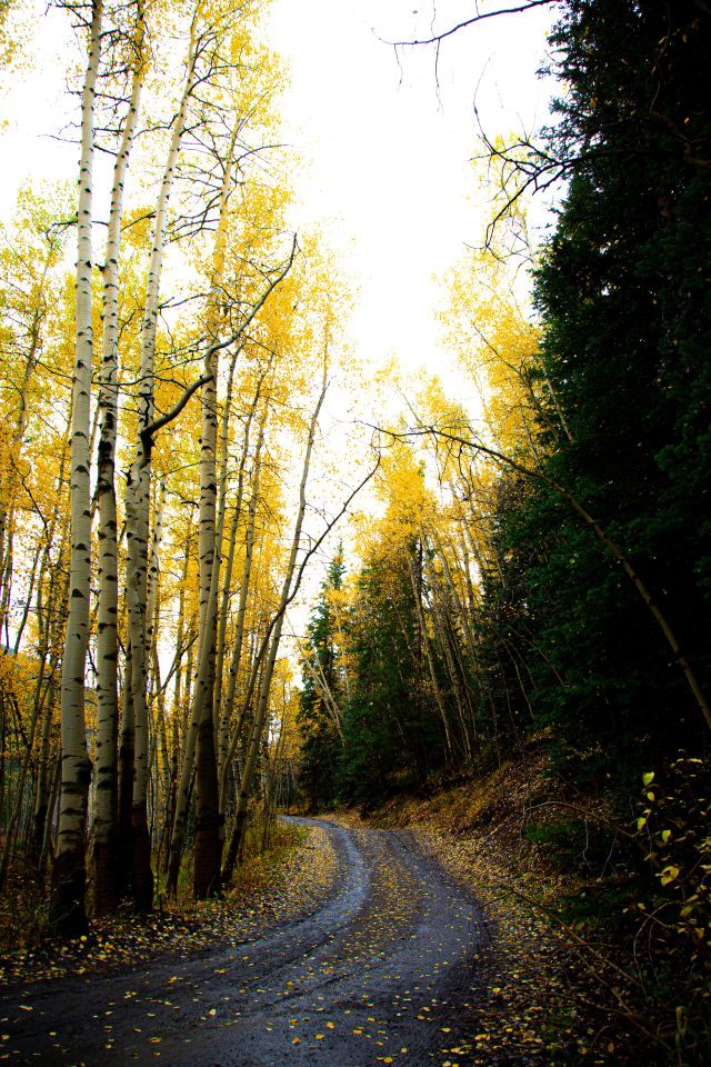 Autumn leaves falling on quiet dirt road 