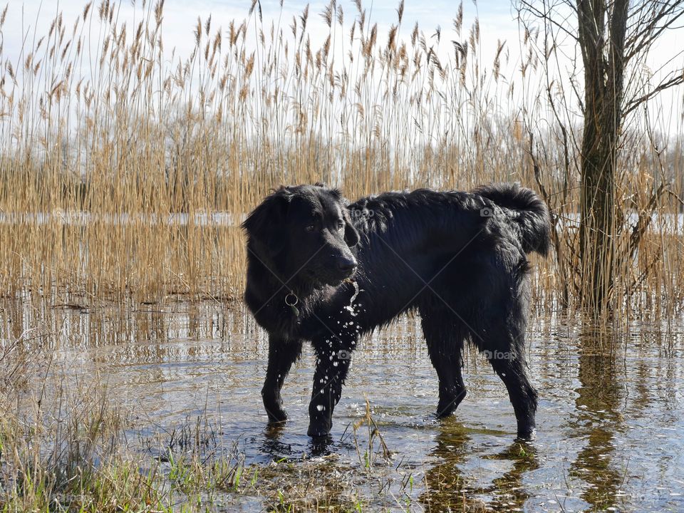 Dog at lakeside