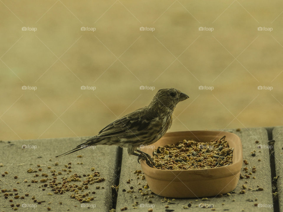 Bird perching on bird feeder