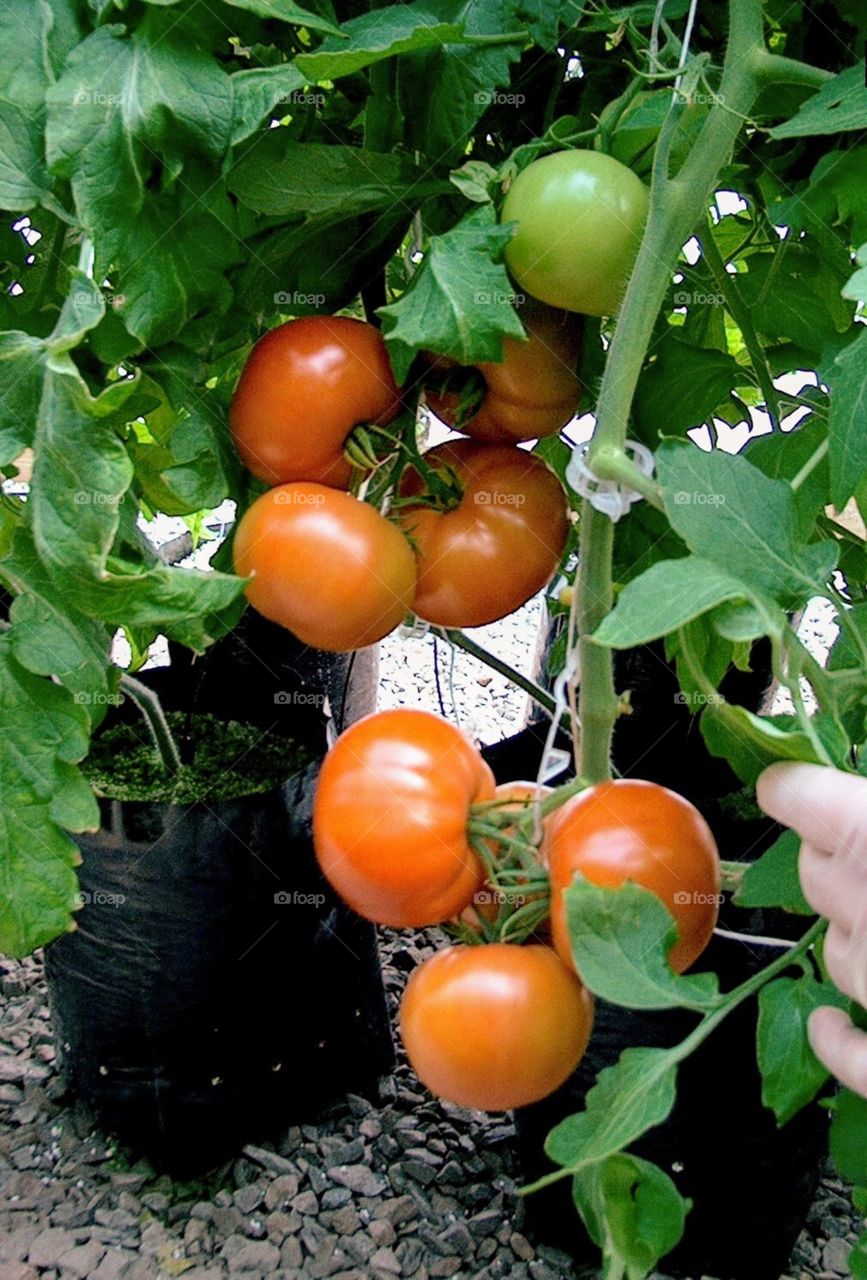 Tomatoes grown at the s University of Tennessee Knoxville