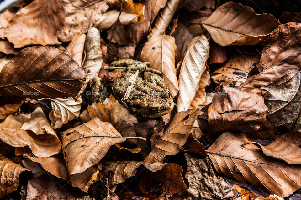 Close-up of old frog on autumn leaves