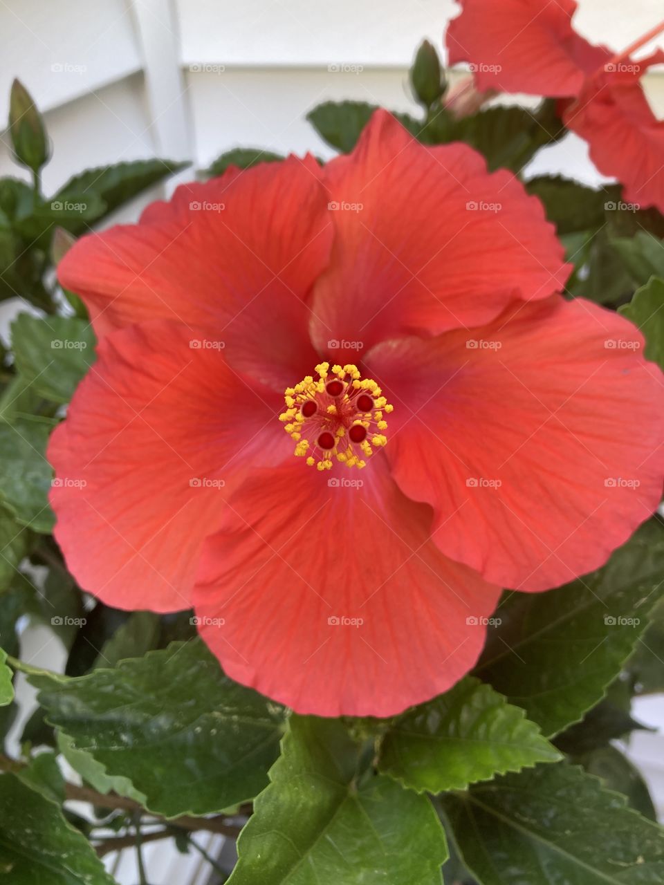 Hibiscus 