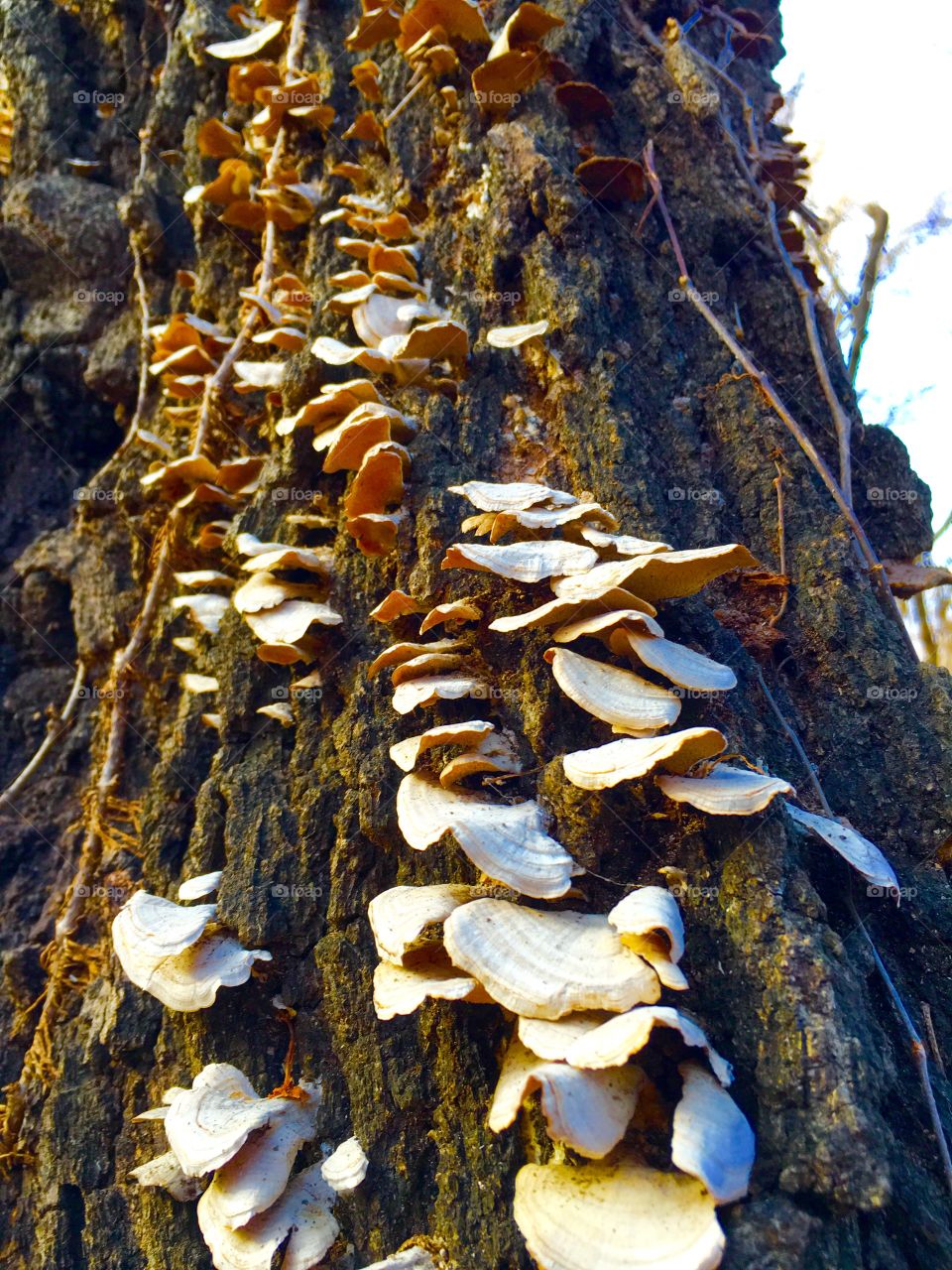 Fungus, Nature, Wood, Tree, Mushroom