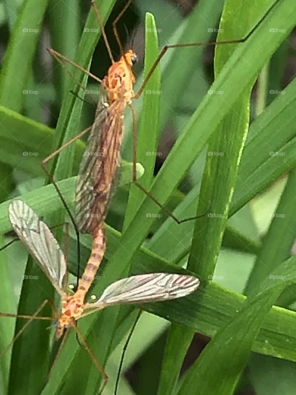 Mating in Springtime -bugs