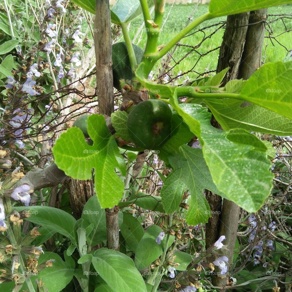 A beautiful fig tree.