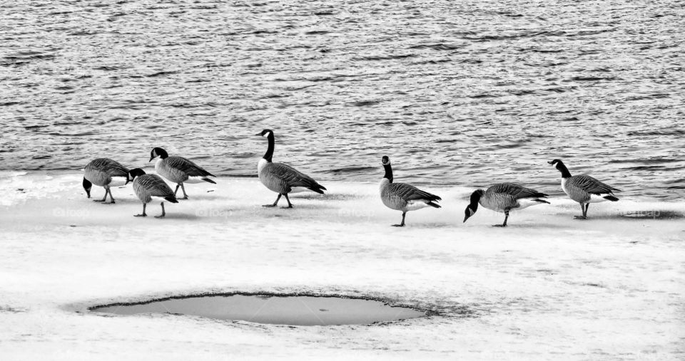 Canada geese St Lawrence River 