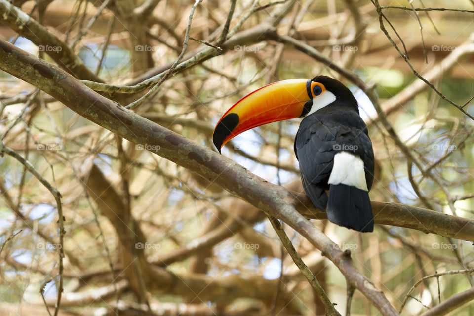 Toco Toucan.
Toco Toucan.