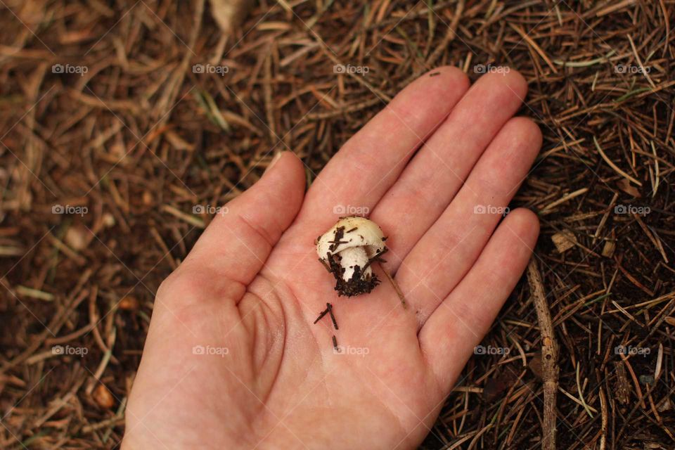 Small mushroom in the palm on the background of spruce needles in the mountains
