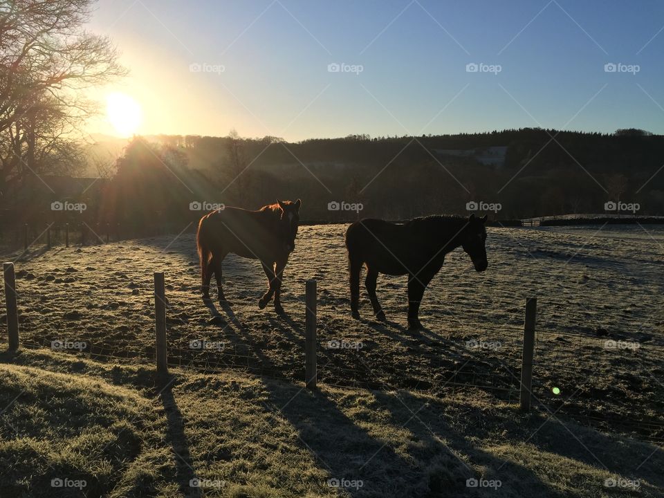 Silhouette of two horses at sunrise