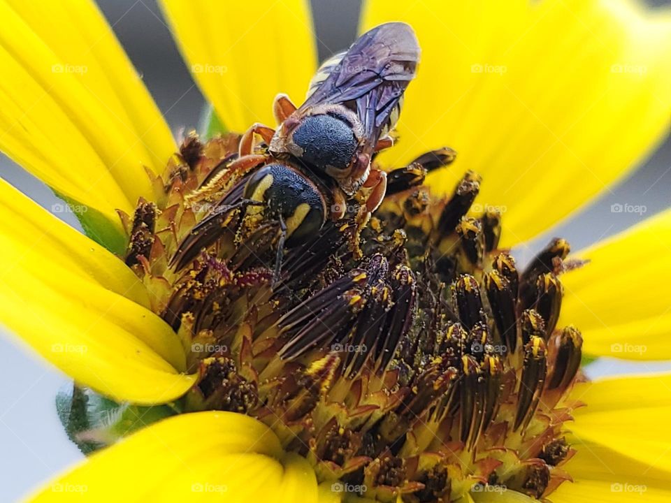 Macro of subspecies Dianthidium curvatum sayi - Curved Pebble Bee. Also known as a Texas Resin bee. These bees make their nest out of pebbles glue together by plant resin.