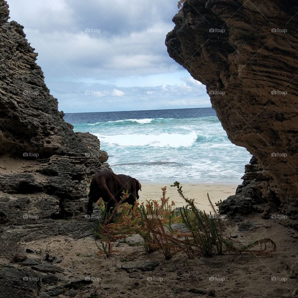 my dog at the ocean in a cave