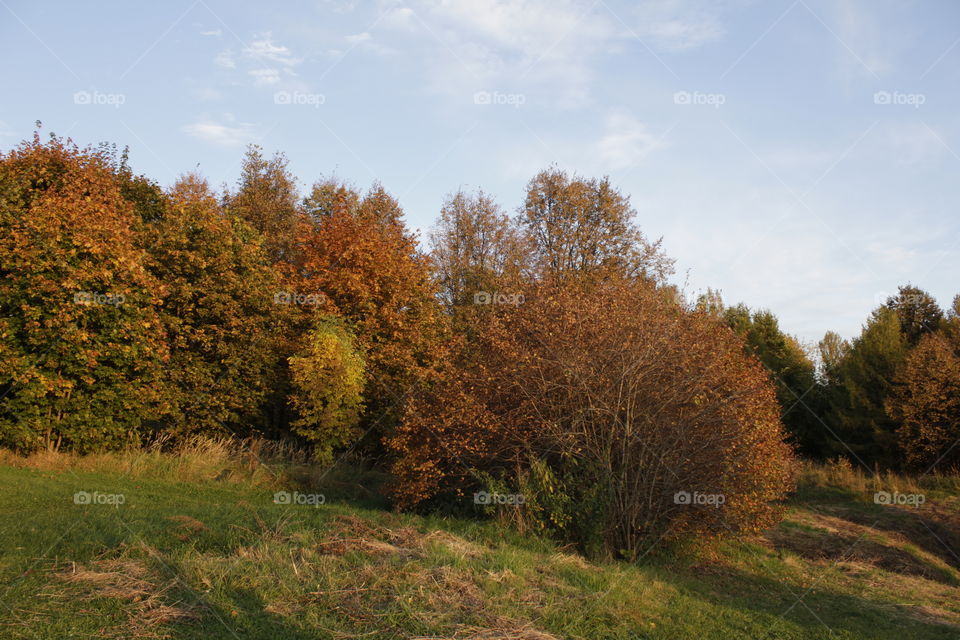 Autumn day in the forest.
