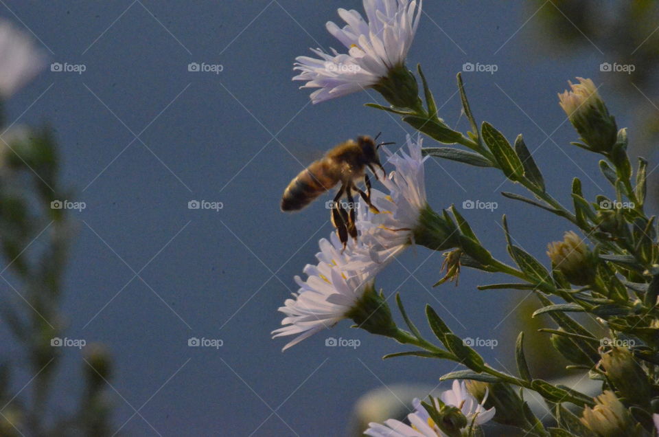 honey bee and flower