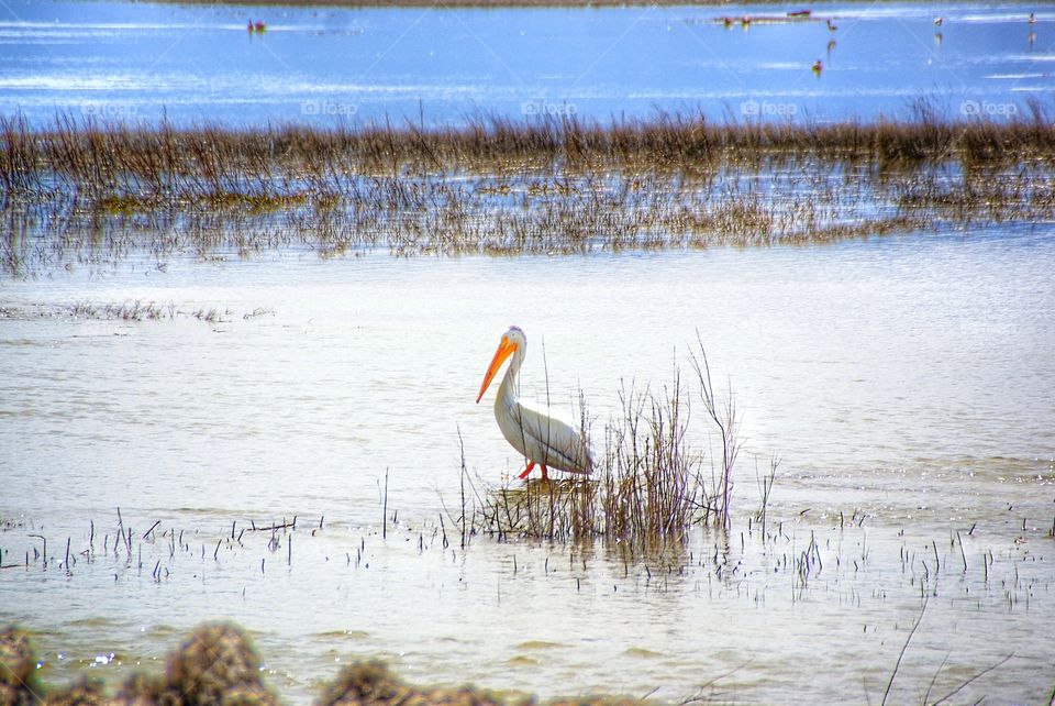 Lone pelican