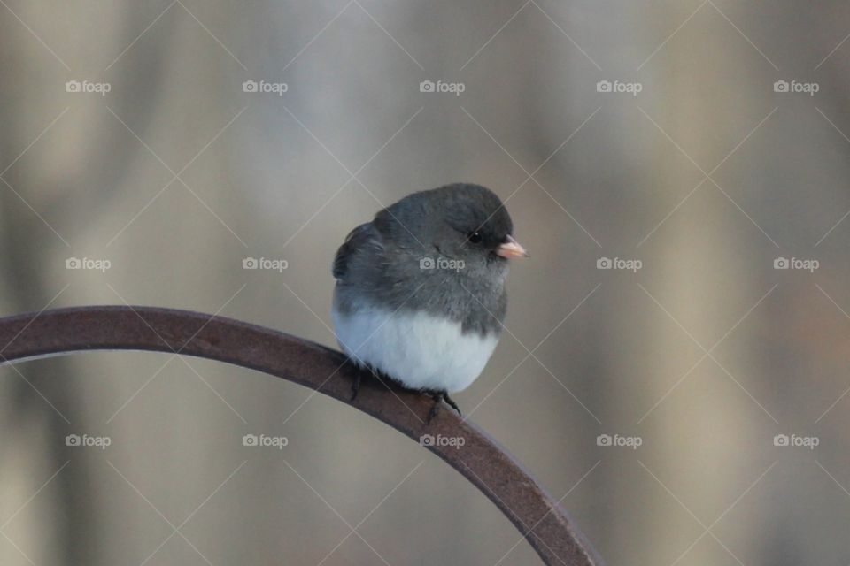 Dark eyed Junco waiting for a turn at the bird feeder on a cold winter day