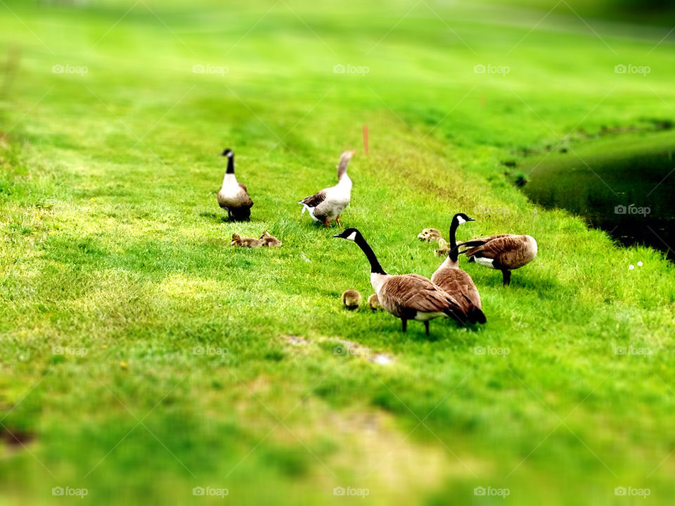 geese goose ducklings canadian by cooperstephen