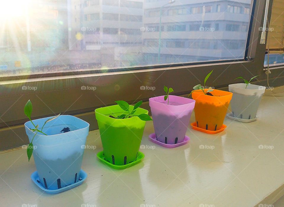 summer is coming! time for new plants 🌱🌞