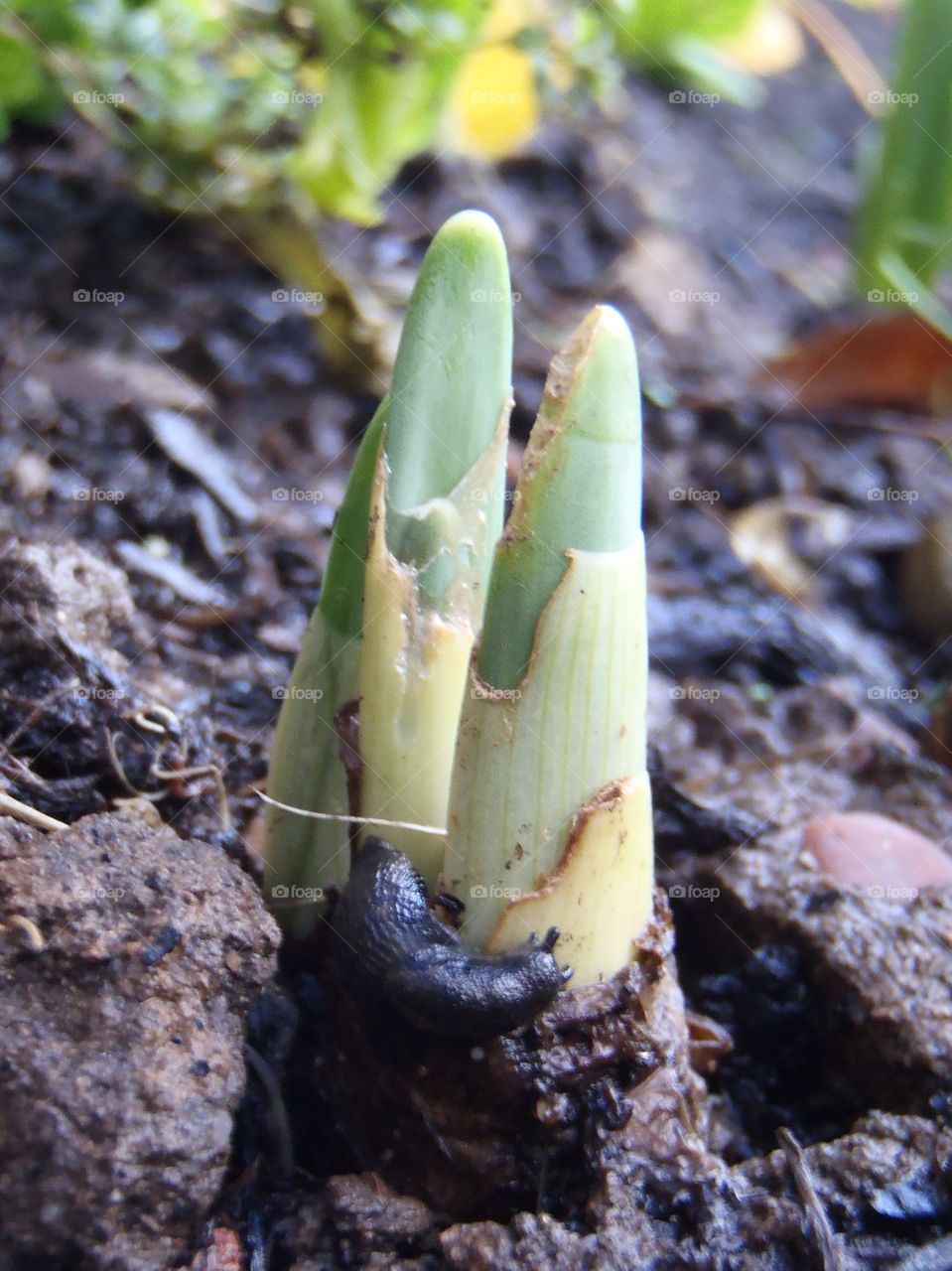 Slug on daffodil 