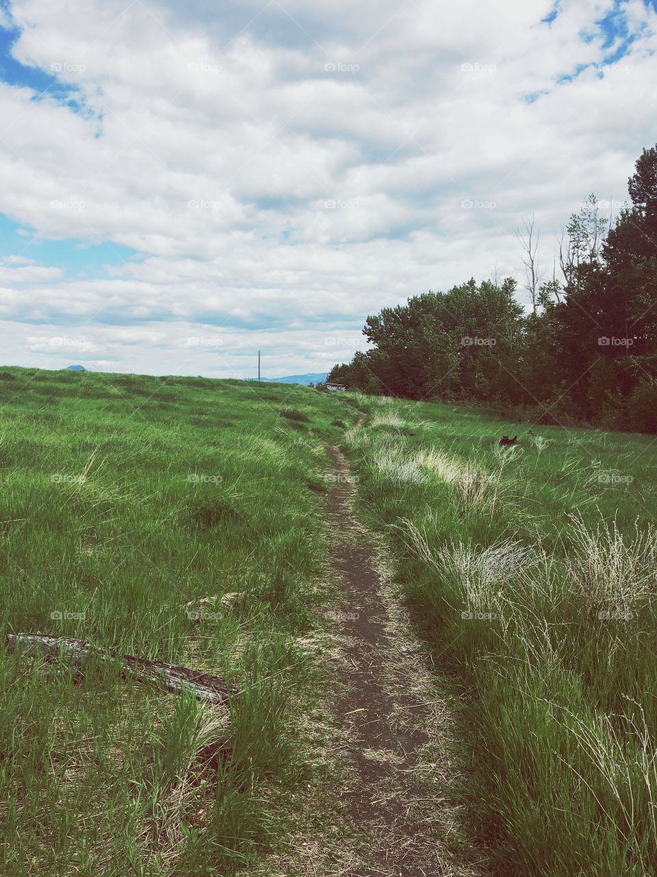 Beautiful green path 