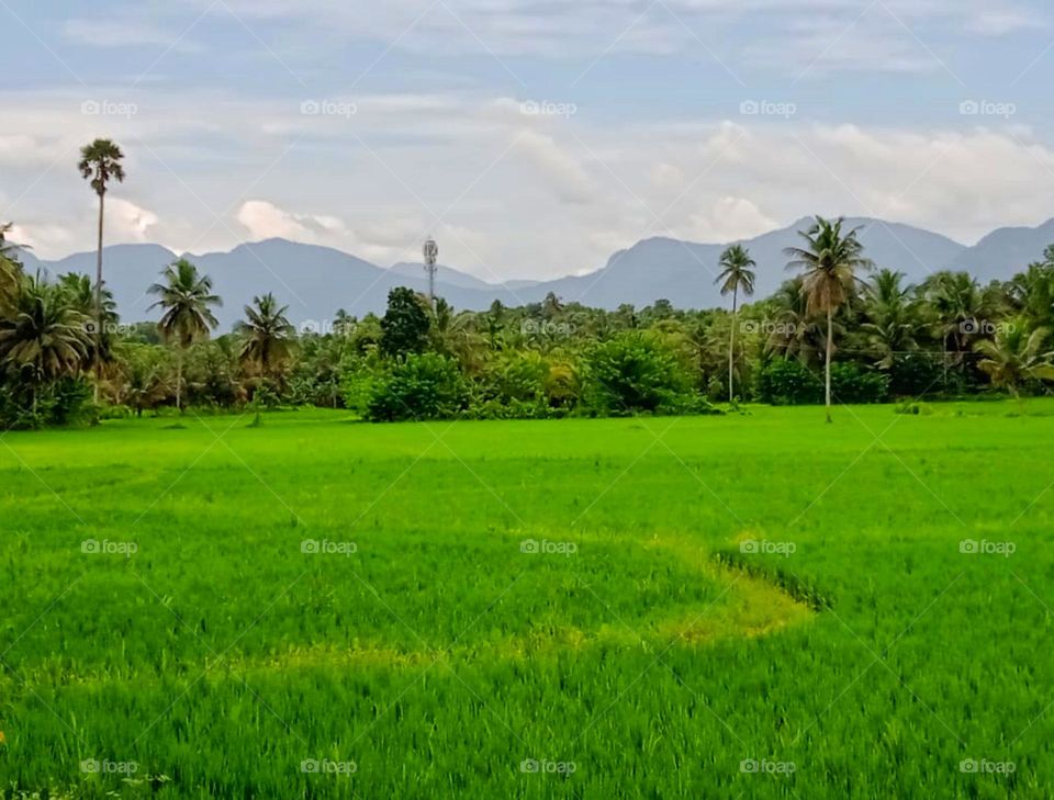beautiful nature of an Indian village