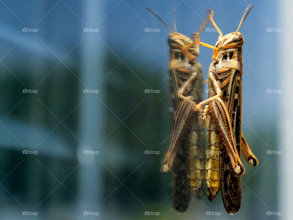Foap, World in Macro: An American birdwing grasshopper rests on a window pane and has a stare down with its reflection. 