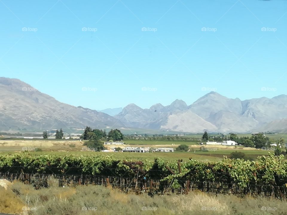 vinyards CAPE SOUTH AFRICA