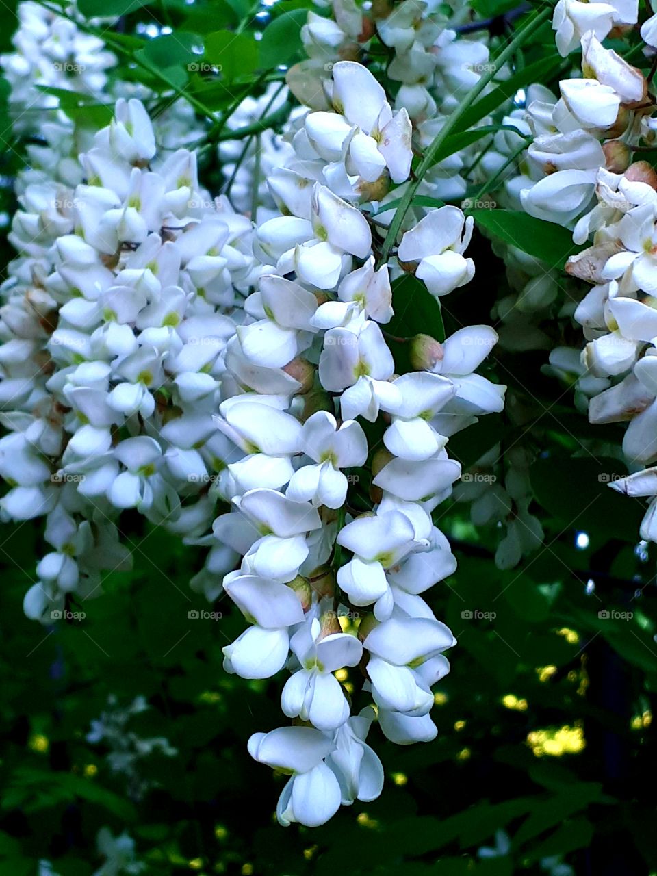Acacia flowers are very beautiful and wider a wonderful scent. If there are many trees, the scent spreads hundreds of meters. The cup of beef is also very tasty.