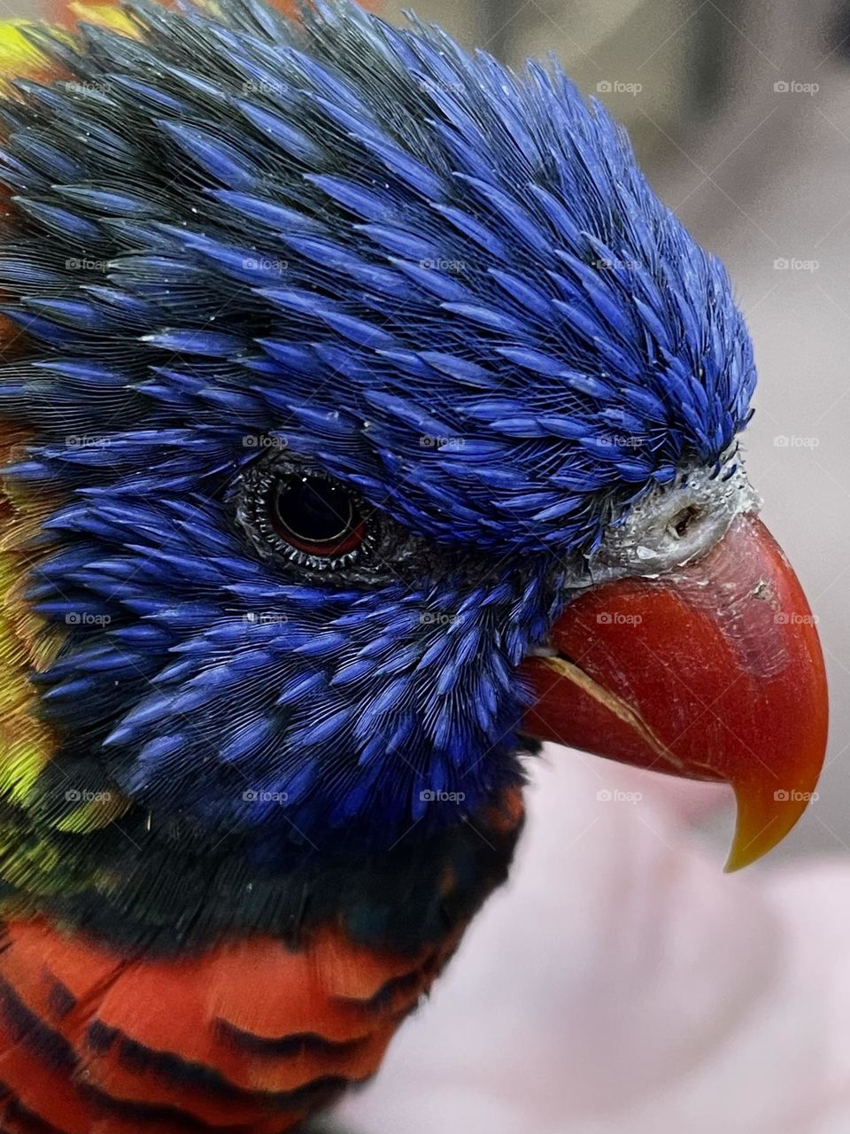 Rainbow Lorikeet…