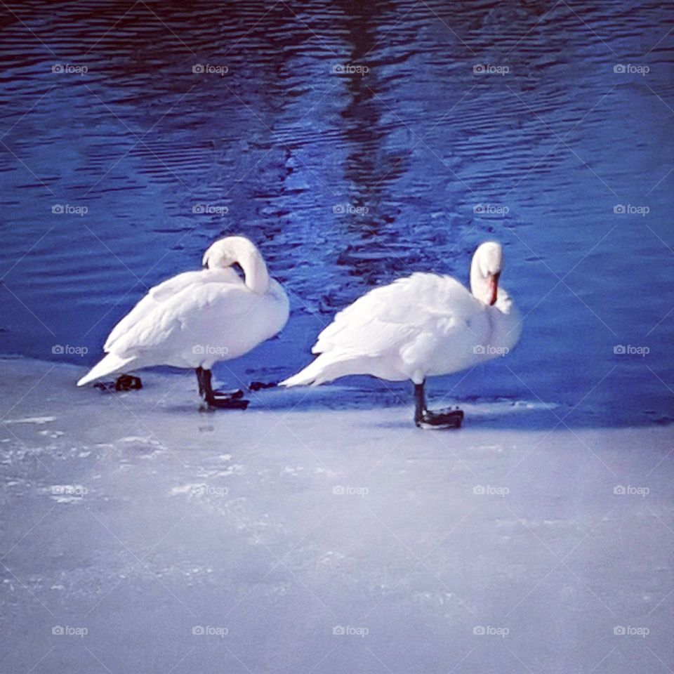 Love swan