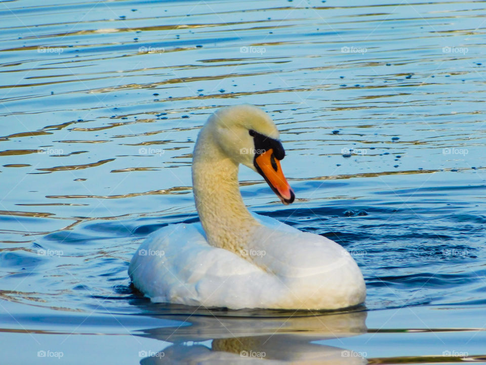 Swan water movement sun reflection nature